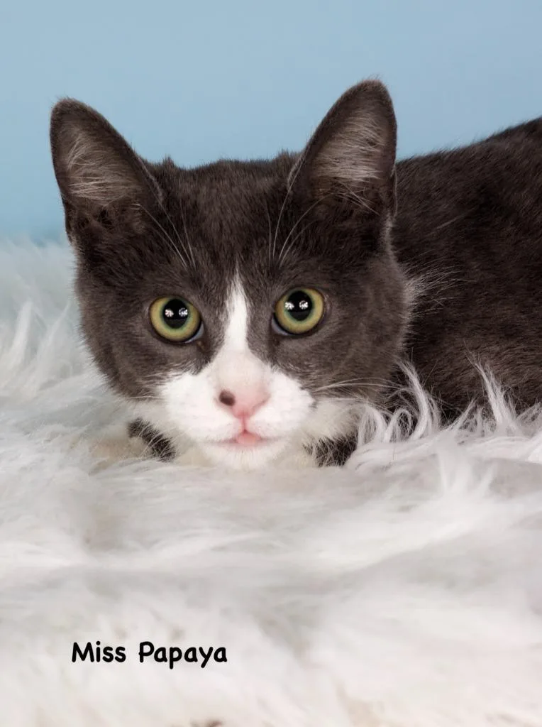 A baby small-sized female Domestic Short Hair cat named Miss Papaya for adoption in Gilbert, AZ