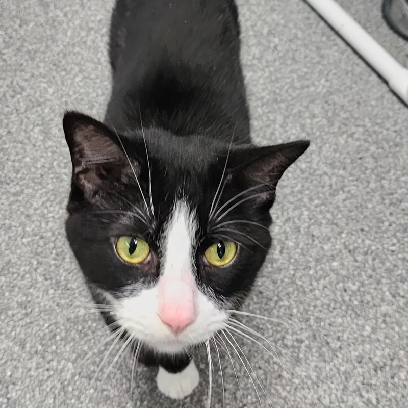 A young medium-sized male Black & White / Tuxedo Domestic Short Hair cat named Binx for adoption in Beulah, MI
