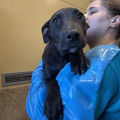 A baby medium-sized female Labrador Retriever dog named Blueberry for adoption in Merriam, KS