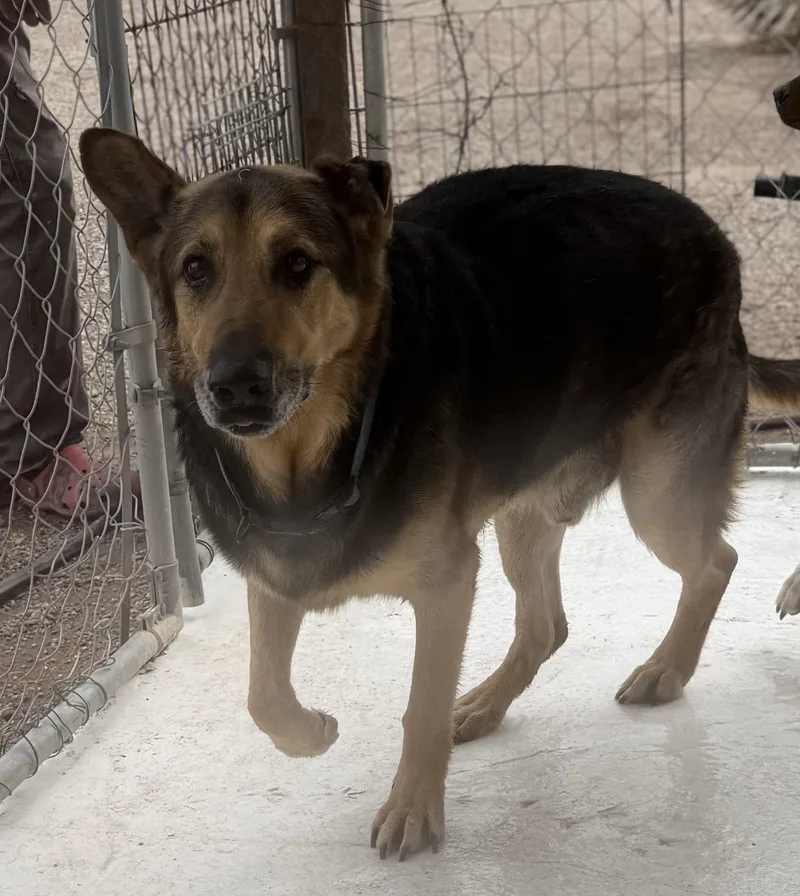A young large-sized male Tricolor (Brown, Black, & White) German Shepherd Dog dog named Max for adoption in Deming, NM