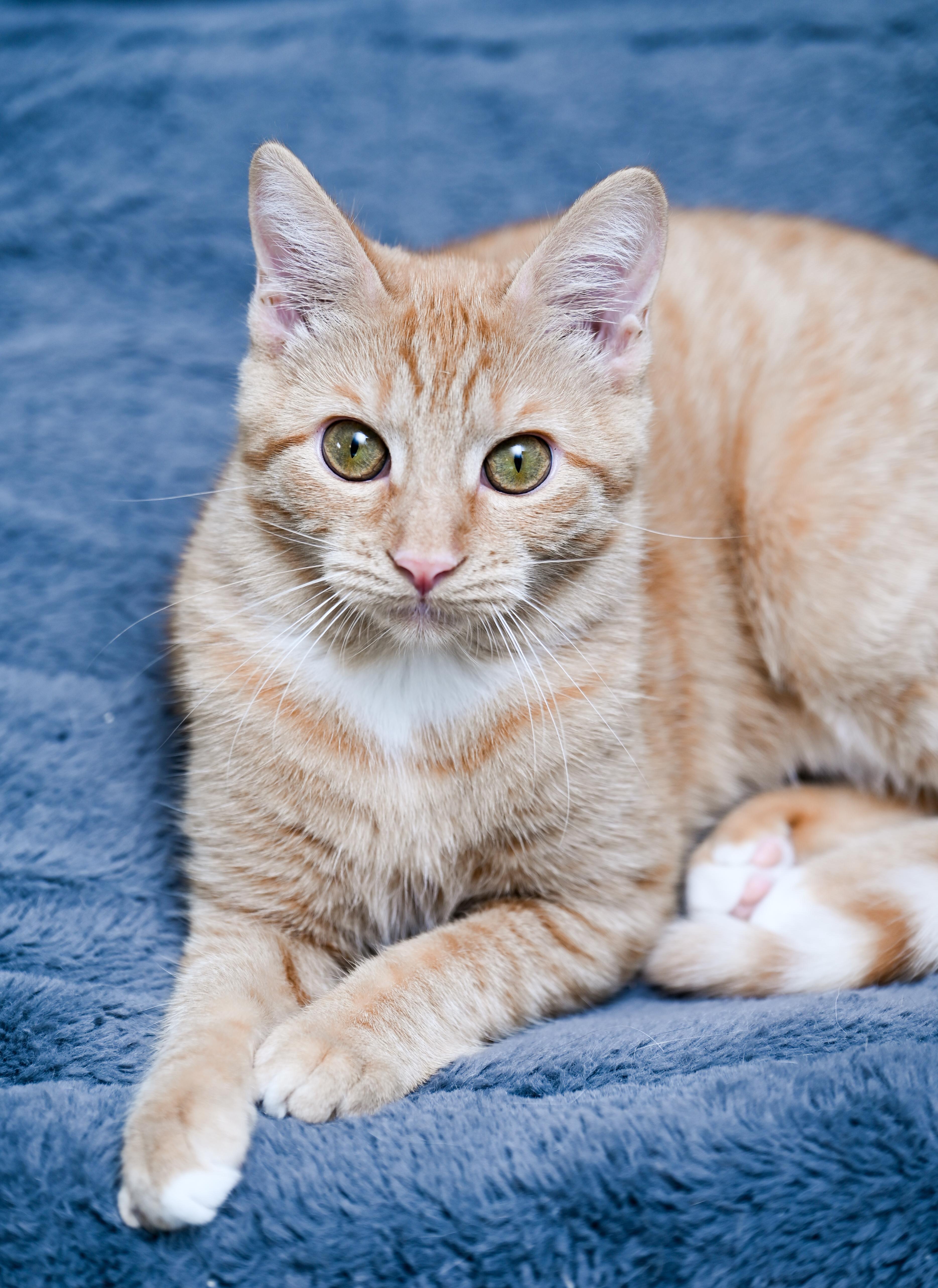 A young medium-sized female Tabby cat named Valencia for adoption in Chattanooga, TN