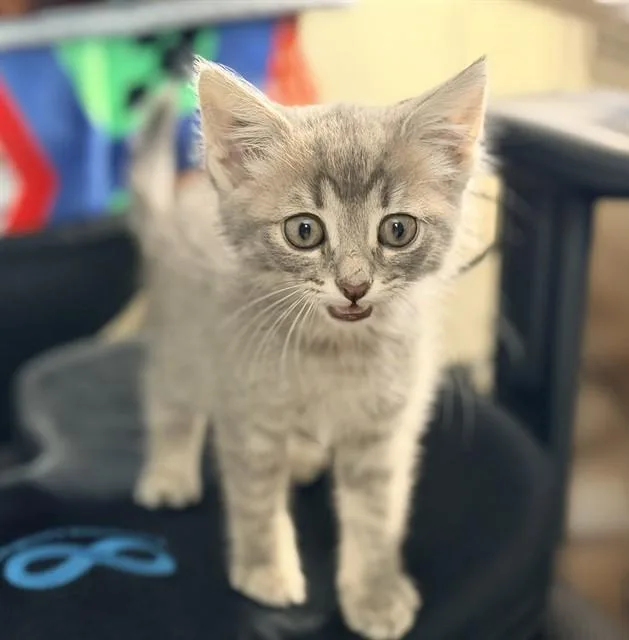 A baby small-sized female Domestic Short Hair cat named Lina for adoption in Colorado Springs, CO