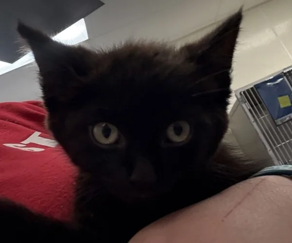A baby medium-sized male Domestic Short Hair cat named Jet for adoption in Napa, CA