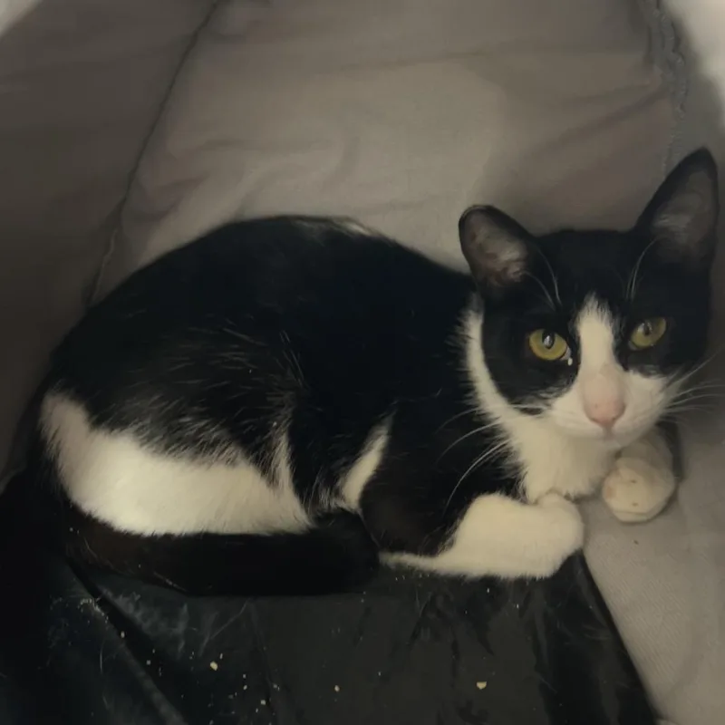 An adult medium-sized female White Domestic Short Hair cat named Mercedes for adoption in Coos Bay, OR