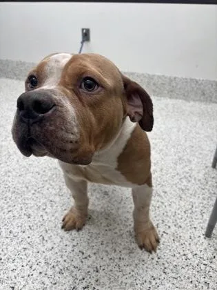 An adult medium-sized male American Bulldog dog named Apollo for adoption in Atlanta, GA