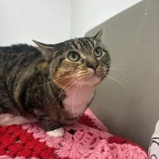 An adult medium-sized female Domestic Short Hair cat named KitKat for adoption in Blue Springs, MO