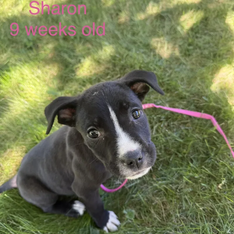 A baby medium-sized female Mixed Breed dog named Sharon for adoption in Davisburg, MI