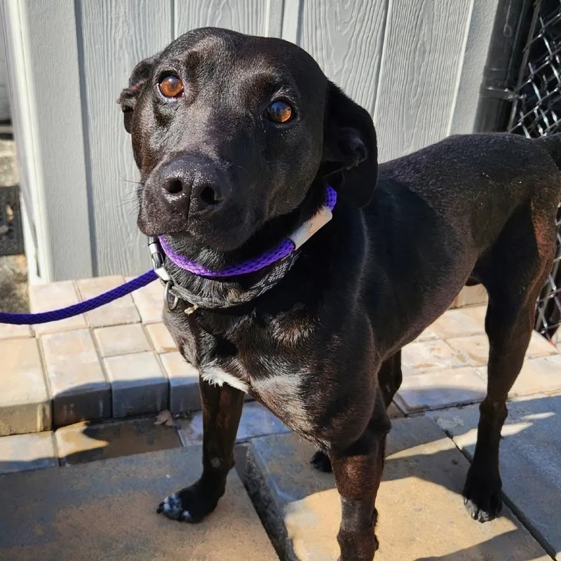 An adult medium-sized male Black Mountain Cur dog named Blackjack for adoption in Falls Church, VA