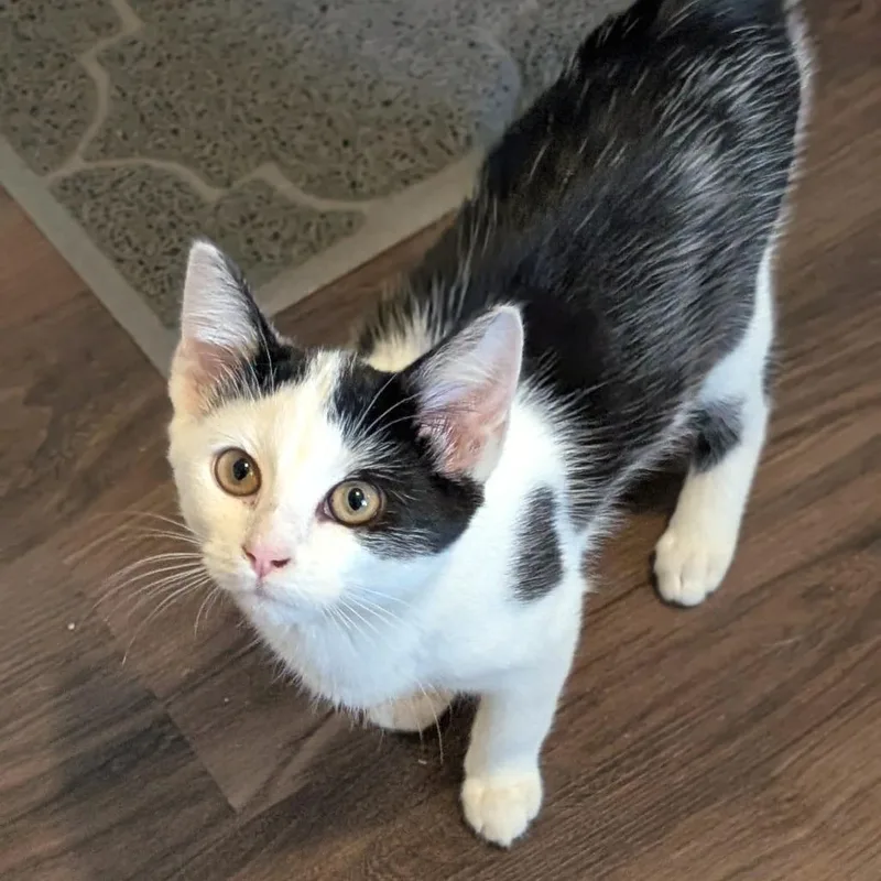 A young small-sized female Black Domestic Short Hair cat named Twyla for adoption in Brownsboro, AL