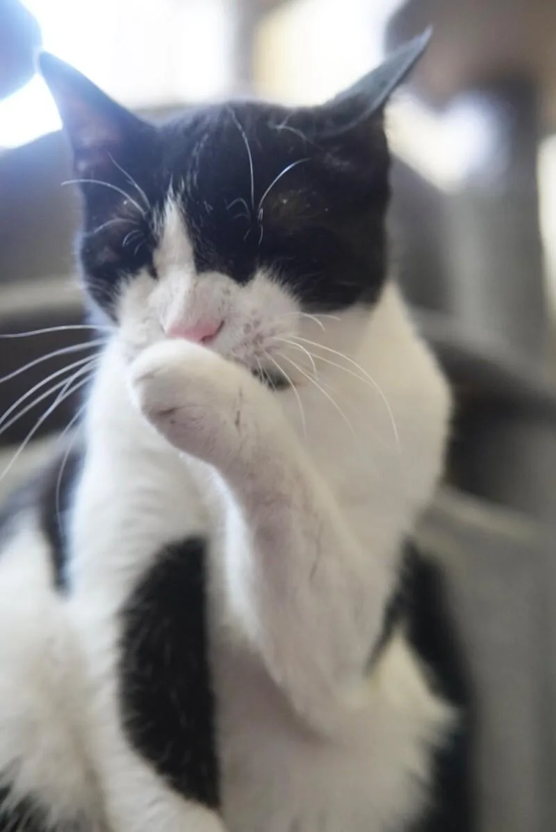 A senior medium-sized male Black & White / Tuxedo Domestic Short Hair cat named Bartlett for adoption in Adrian, MI