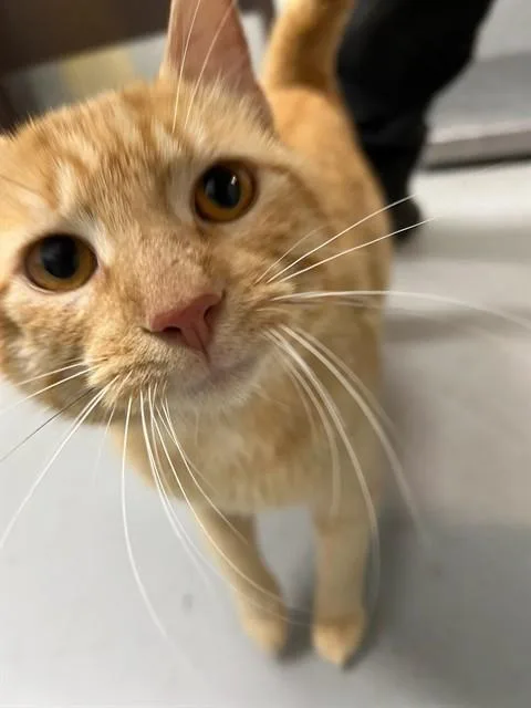 An adult large-sized male Domestic Short Hair cat named Trout for adoption in Corpus Christi, TX