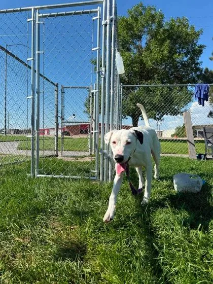 An adult medium-sized female Mixed Breed dog named Macy for adoption in Scottsbluff, NE