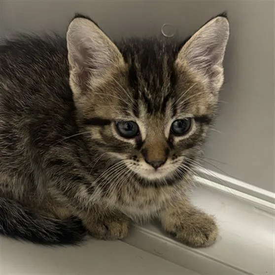 A baby medium-sized male Domestic Short Hair cat named Lucas for adoption in Dallas, TX