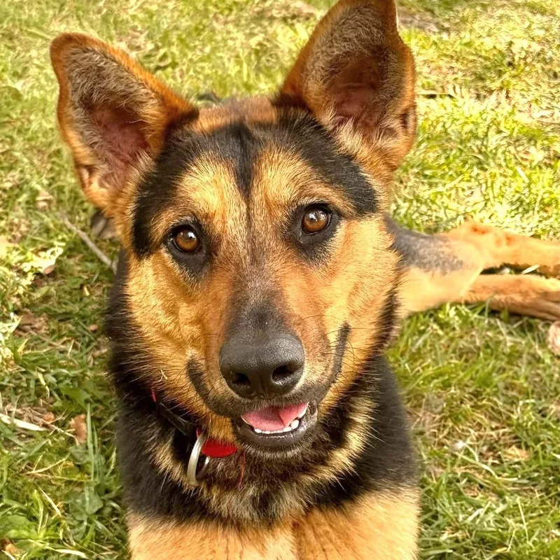 A young medium-sized female Black German Shepherd Dog dog named Cookie  Chino Hills for adoption in Chino Hills, CA