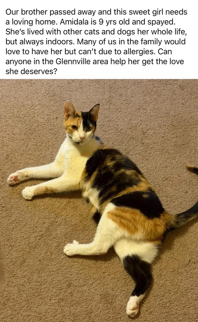 An adult medium-sized female Calico cat named Amydala for adoption in Kinston, NC