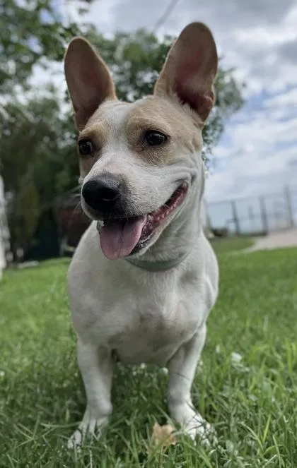 An adult medium-sized female Terrier dog named Vanilla for adoption in San Antonio, TX