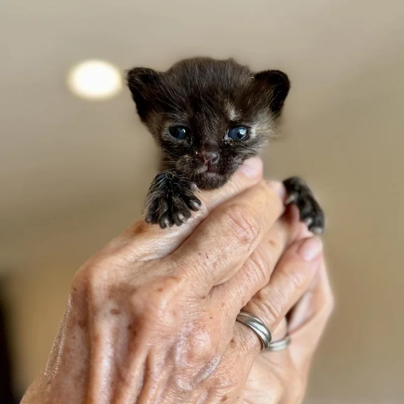 A baby small-sized female Brown / Chocolate Domestic Short Hair cat named Berlin for adoption in Ramona, CA