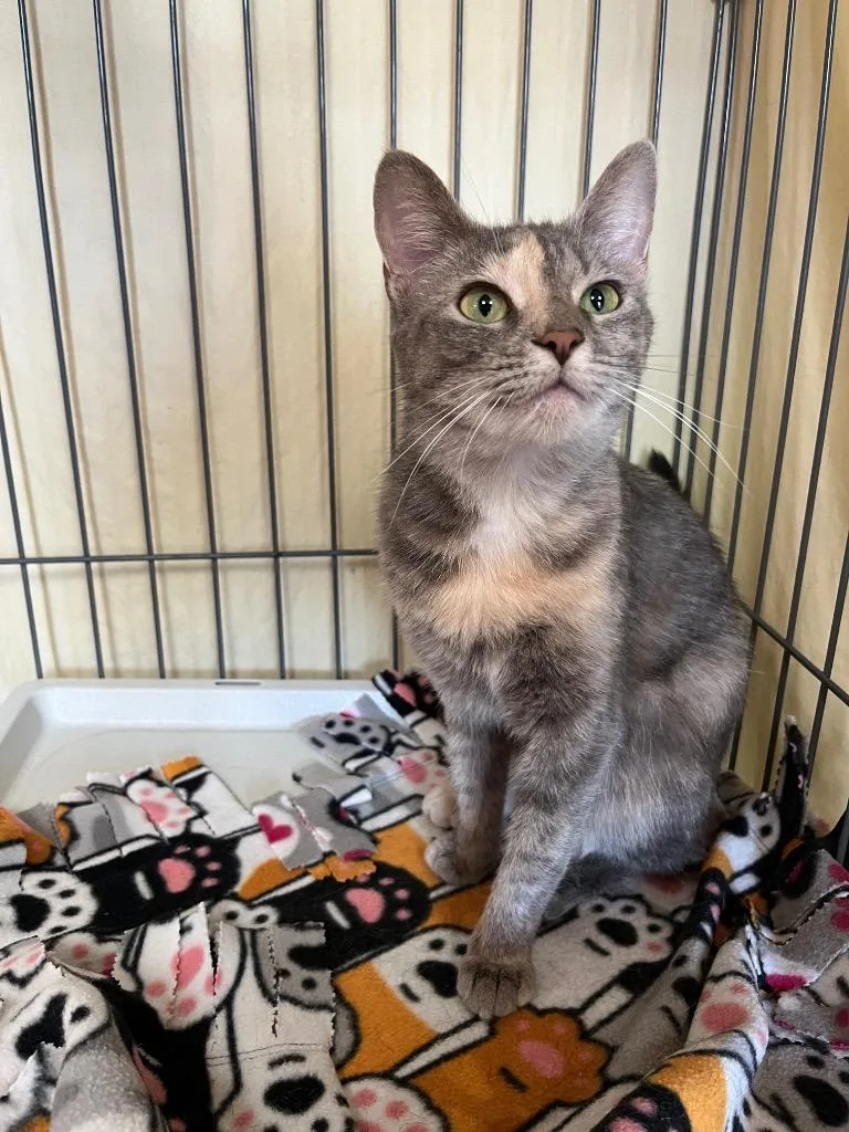 A young medium-sized female Domestic Short Hair cat named Bug for adoption in Cincinnati, OH