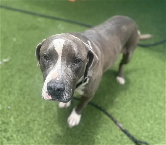 An adult large-sized male American Bulldog dog named Bruno for adoption in Dallas, TX