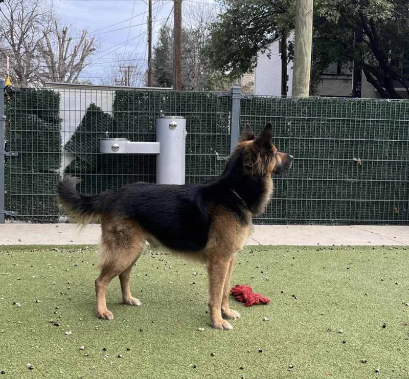 Bubba Goose thumbnail 2