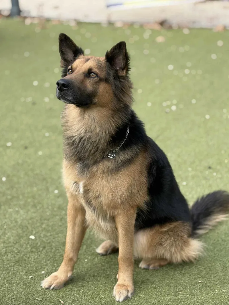 Bubba Goose thumbnail 3