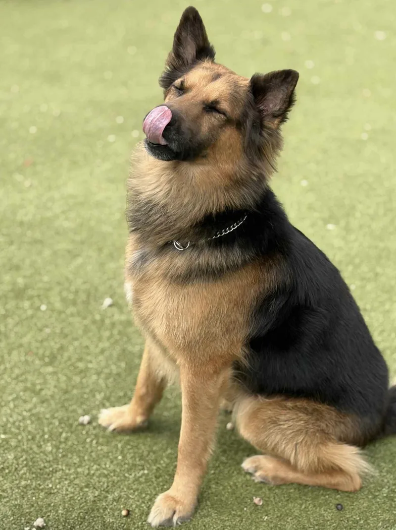 Bubba Goose thumbnail 4