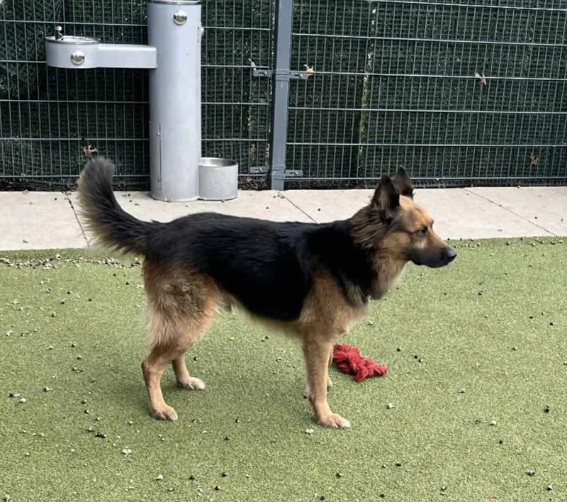 Bubba Goose thumbnail 5