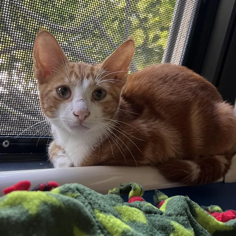A baby small-sized male Orange / Red Domestic Short Hair cat named Tucker for adoption in Naples, FL