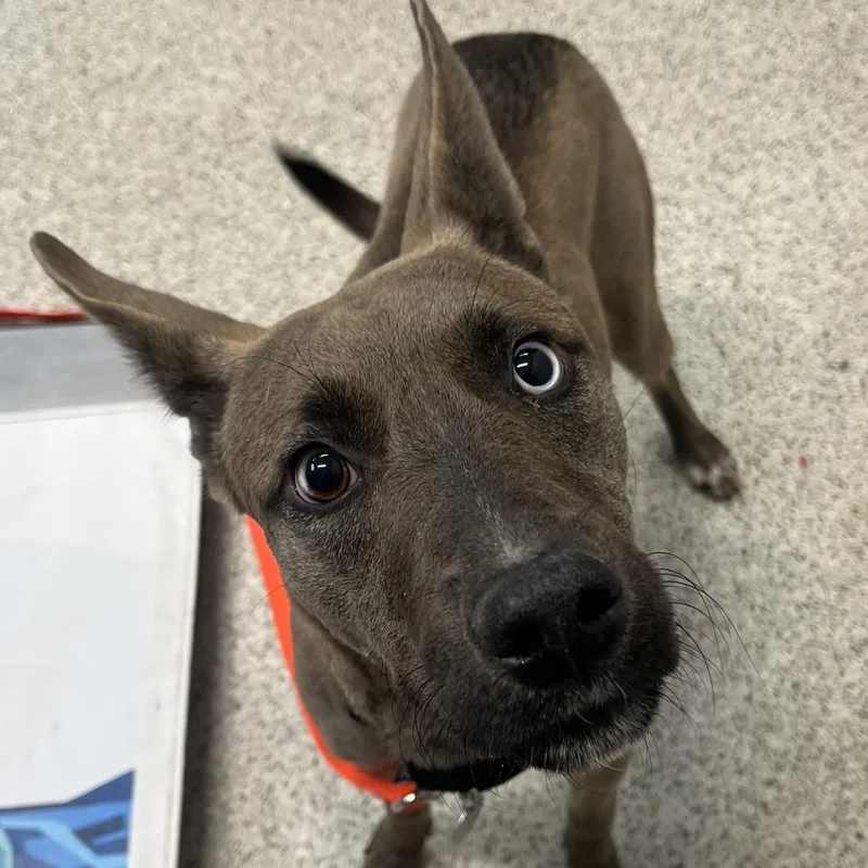 An adult medium-sized female Brown / Chocolate Mixed Breed dog named June Bug for adoption in Oak Park, IL