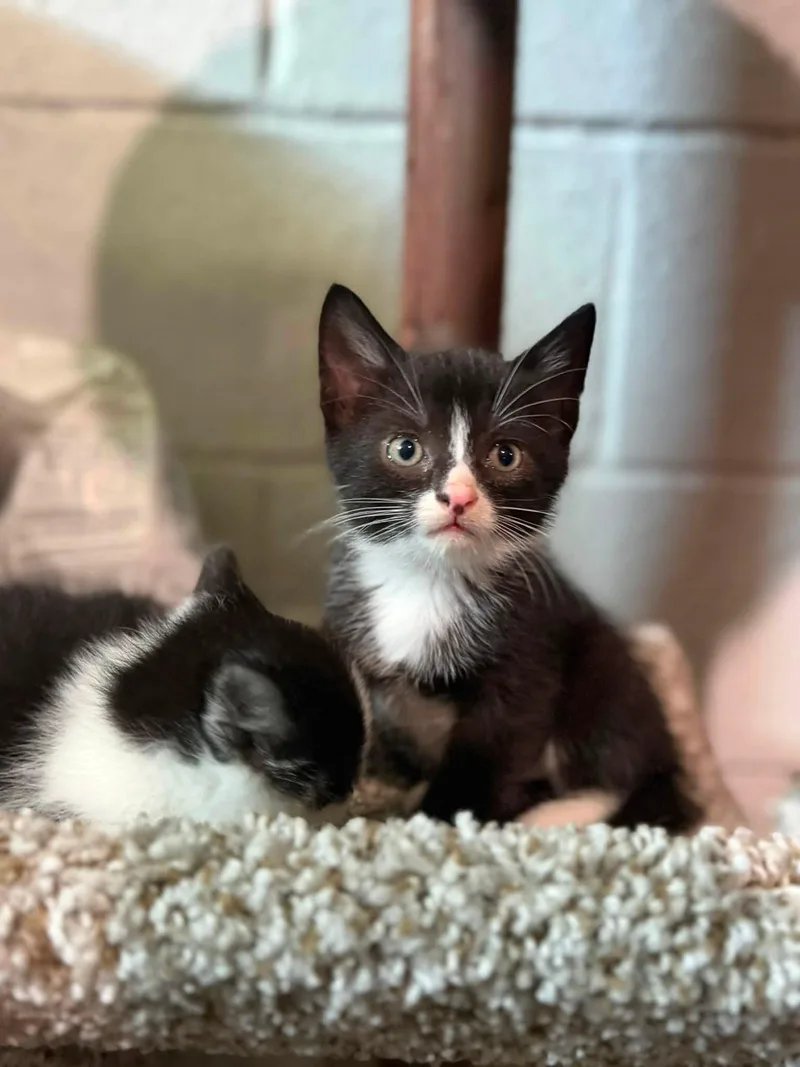 A baby medium-sized male Black & White / Tuxedo Tuxedo cat named Onyx for adoption in Cleveland, OH