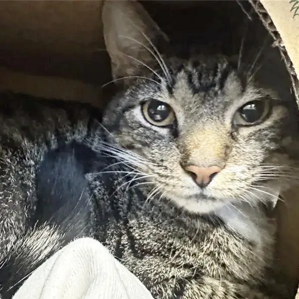 An adult large-sized male Brown / Chocolate Domestic Short Hair cat named Cookie Crisp for adoption in Saint Louis, MO