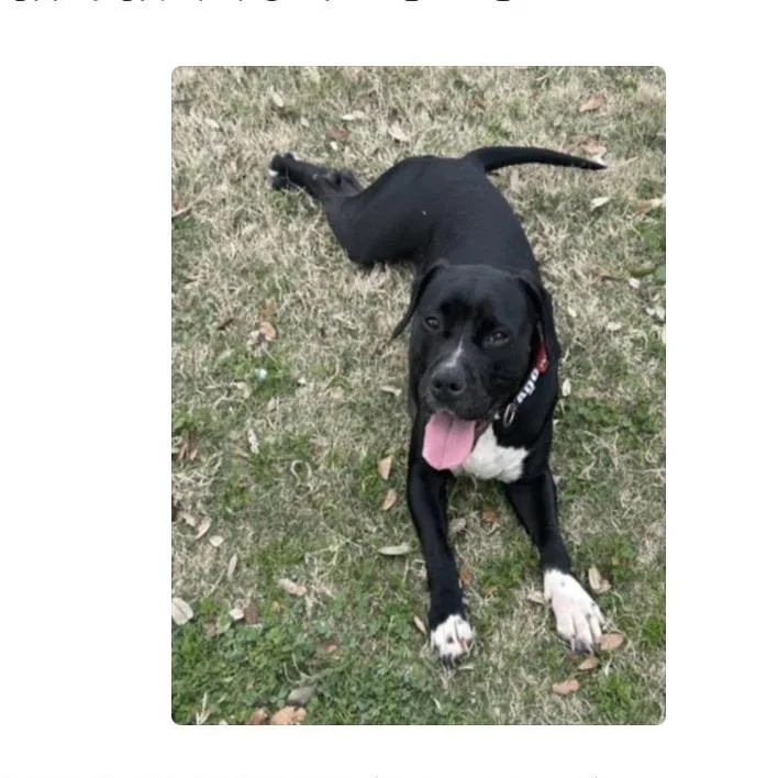 An adult medium-sized female Black Pit Bull Terrier dog named Mini Queenie for adoption in Anahuac, TX