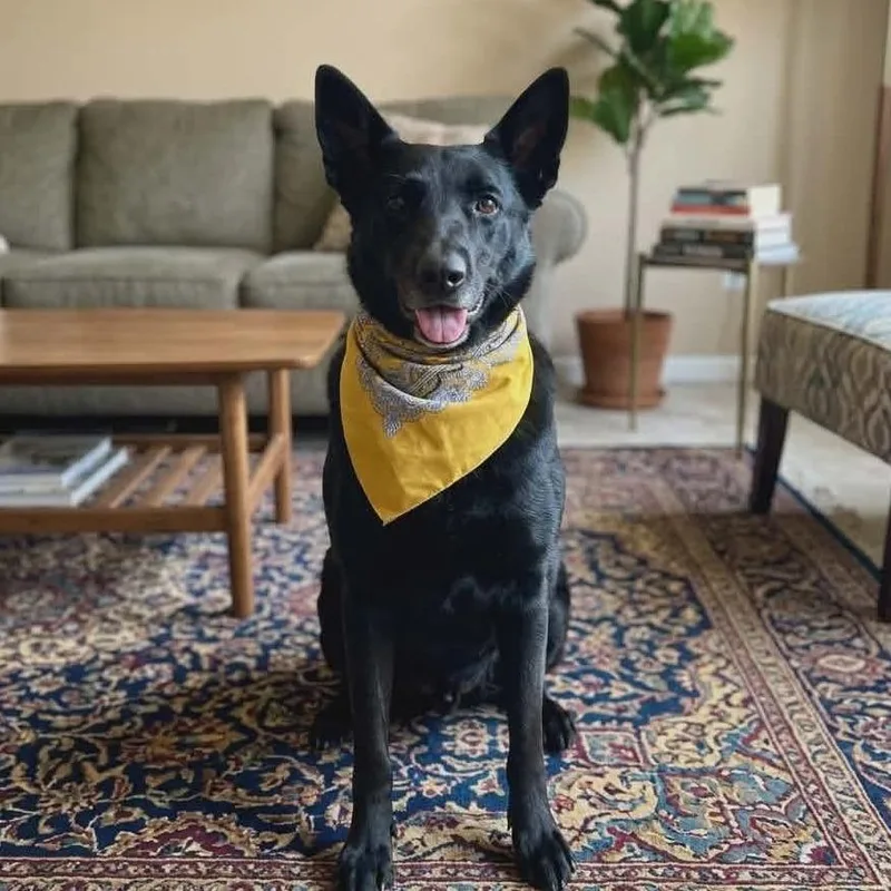 An adult large-sized female Black German Shepherd Dog dog named Nerina for adoption in San Diego, CA