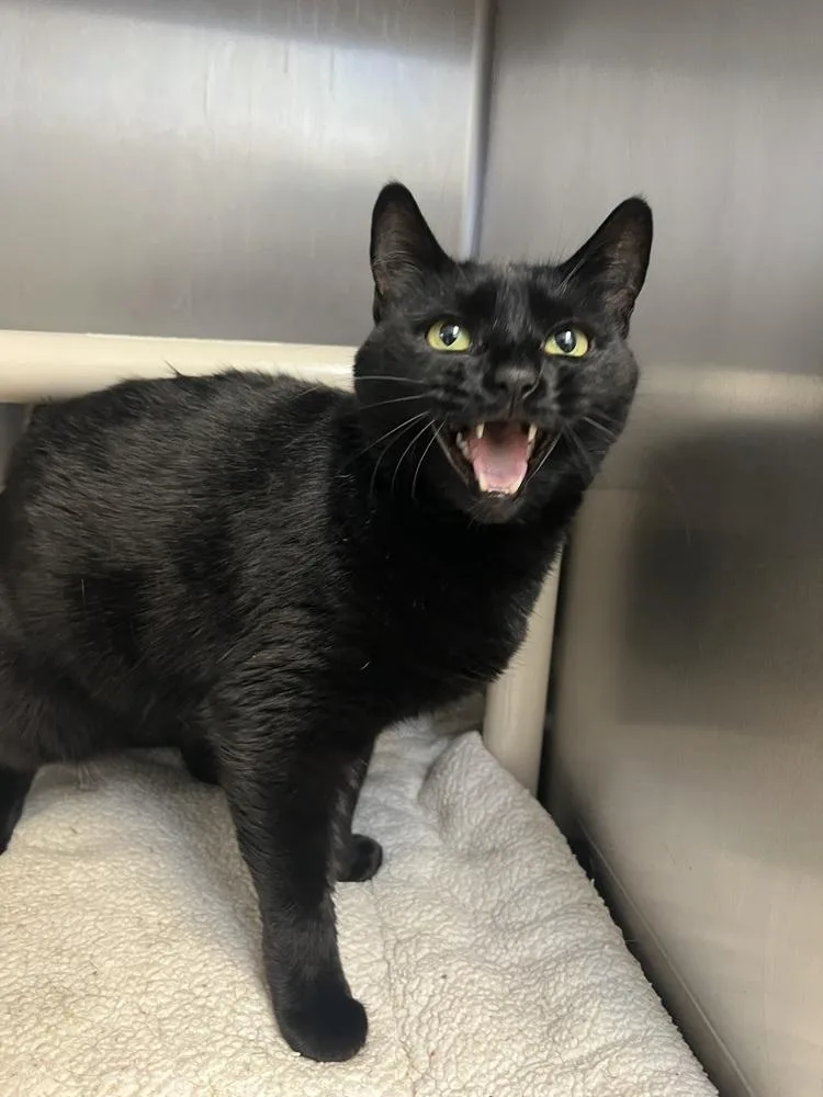 A senior large-sized female Black Domestic Short Hair cat named Black Widow for adoption in Oakdale, CA