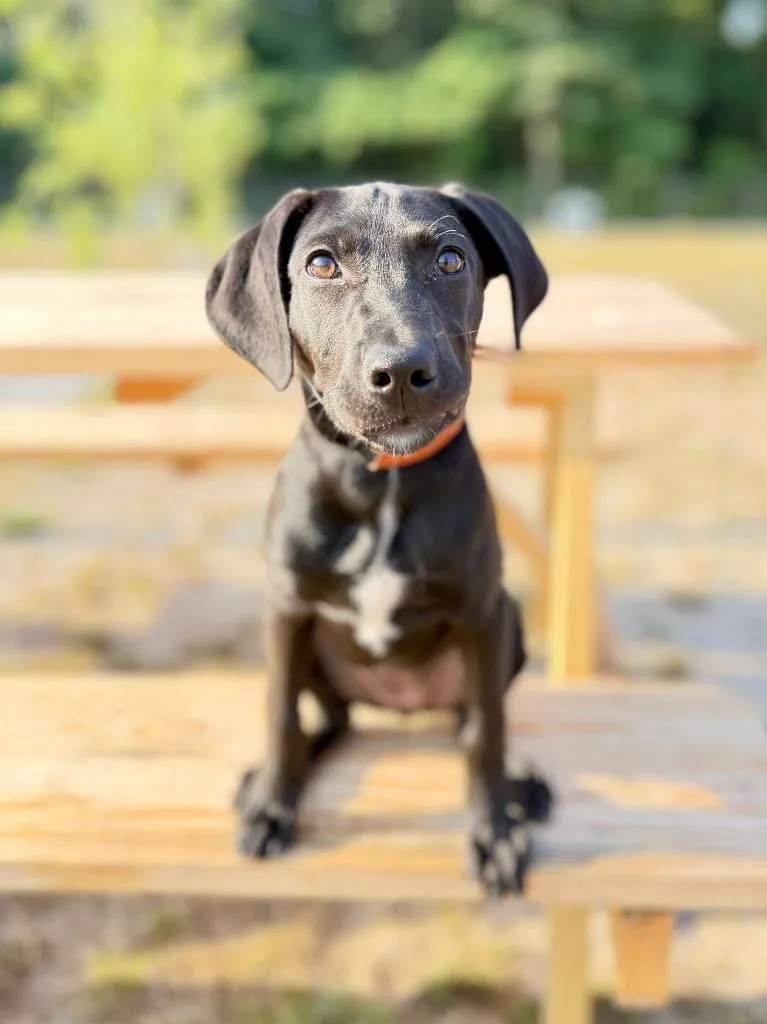 A baby small-sized female Labrador Retriever dog named Minzey for adoption in Muskegon, MI