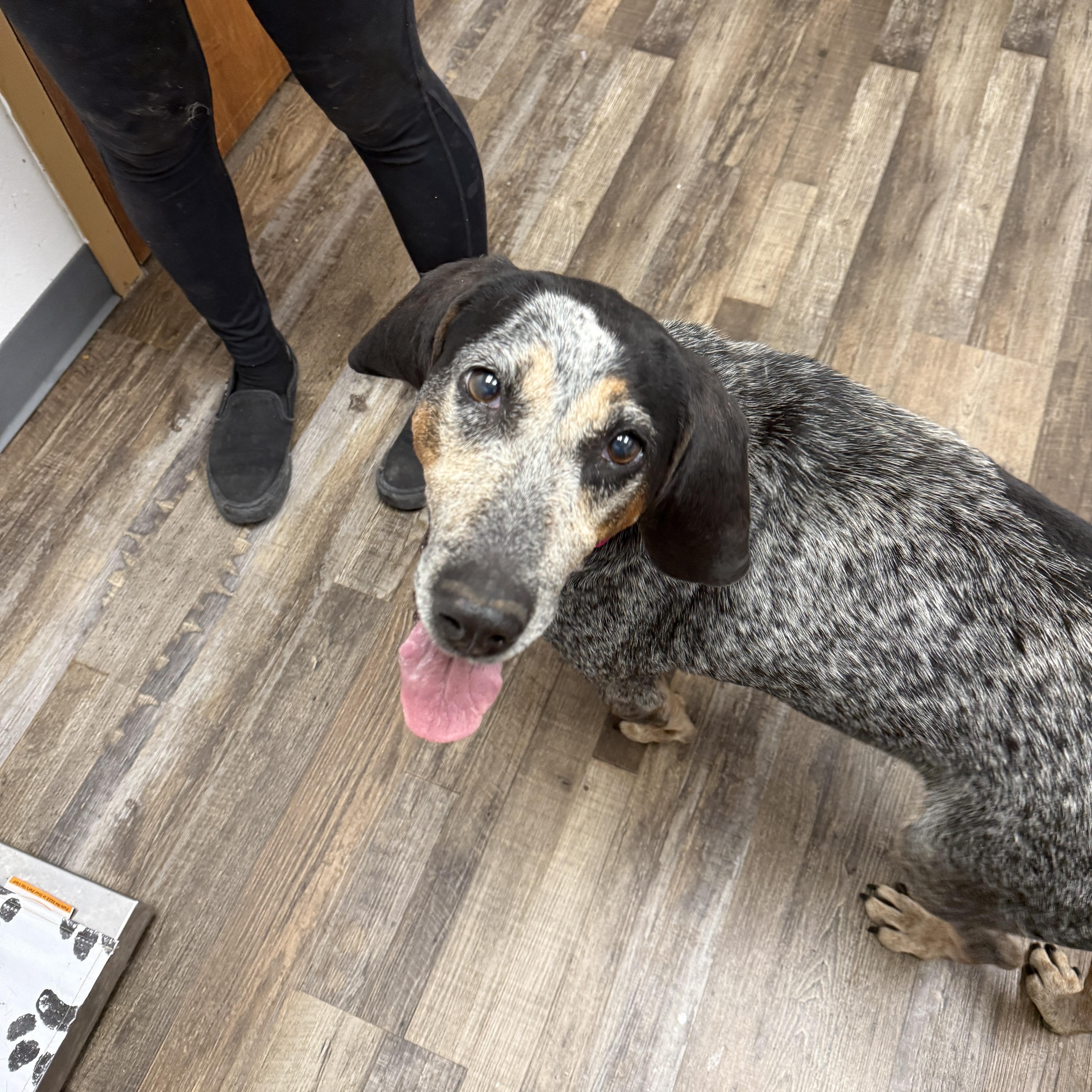 An adult large-sized female Gray / Blue / Silver Bluetick Coonhound dog named Sadie for adoption in Oconto, WI
