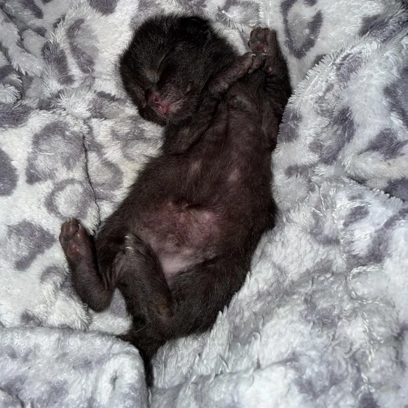 A baby small-sized female Black Domestic Short Hair cat named Chococat for adoption in Tulsa, OK