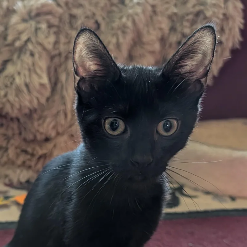 A baby medium-sized female Black Domestic Short Hair cat named Ashlyn for adoption in Beaufort, SC
