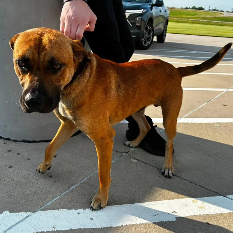 A young large-sized male Yellow / Tan / Blond / Fawn Mixed Breed dog named Scrappy for adoption in Durant, OK