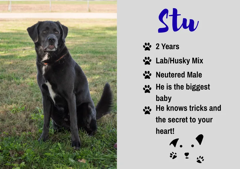 An adult large-sized male Black Labrador Retriever dog named Stu for adoption in Junction City, KS
