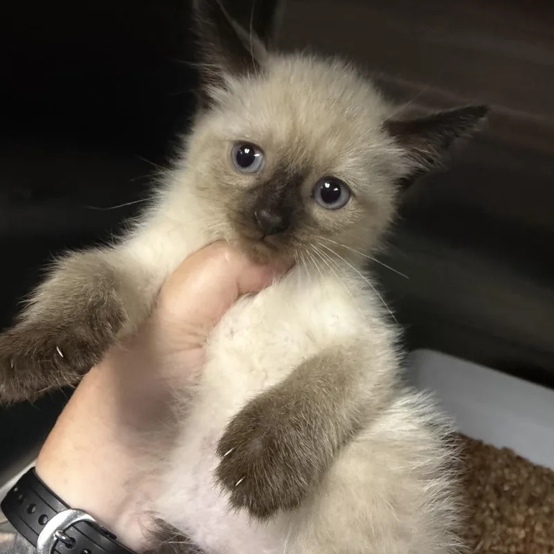 A baby small-sized male Brown / Chocolate Domestic Short Hair cat named Kenickie for adoption in Marion, VA