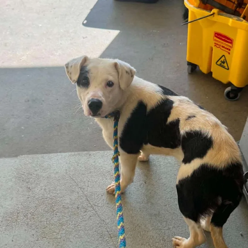 A young medium-sized female White / Cream Labrador Retriever dog named Bloom for adoption in Washington, DC
