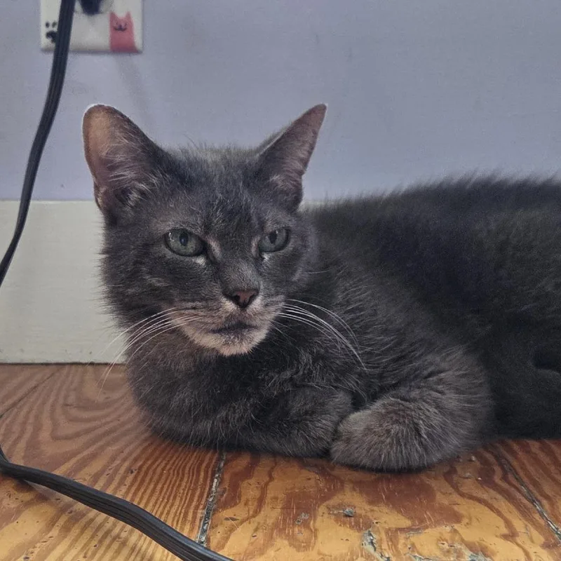 A senior medium-sized female Gray / Blue / Silver Domestic Short Hair cat named Voodoo for adoption in Brimfield, MA