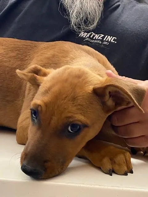 A baby medium-sized female German Shepherd Dog dog named Unknown for adoption in Rancho Cucamonga, CA
