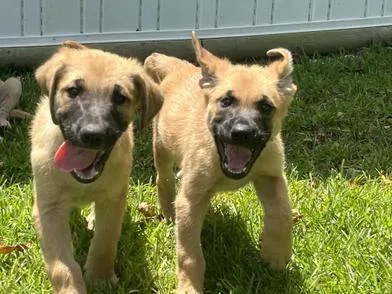 Alvin thumbnail 5