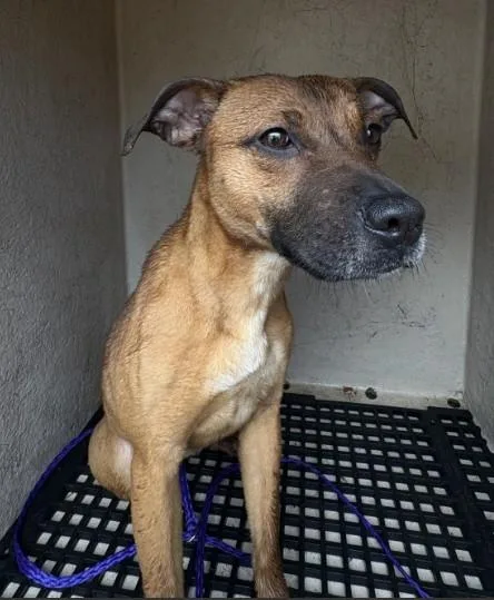 A young medium-sized female Black Mouth Cur dog named Daisy for adoption in Killeen, TX