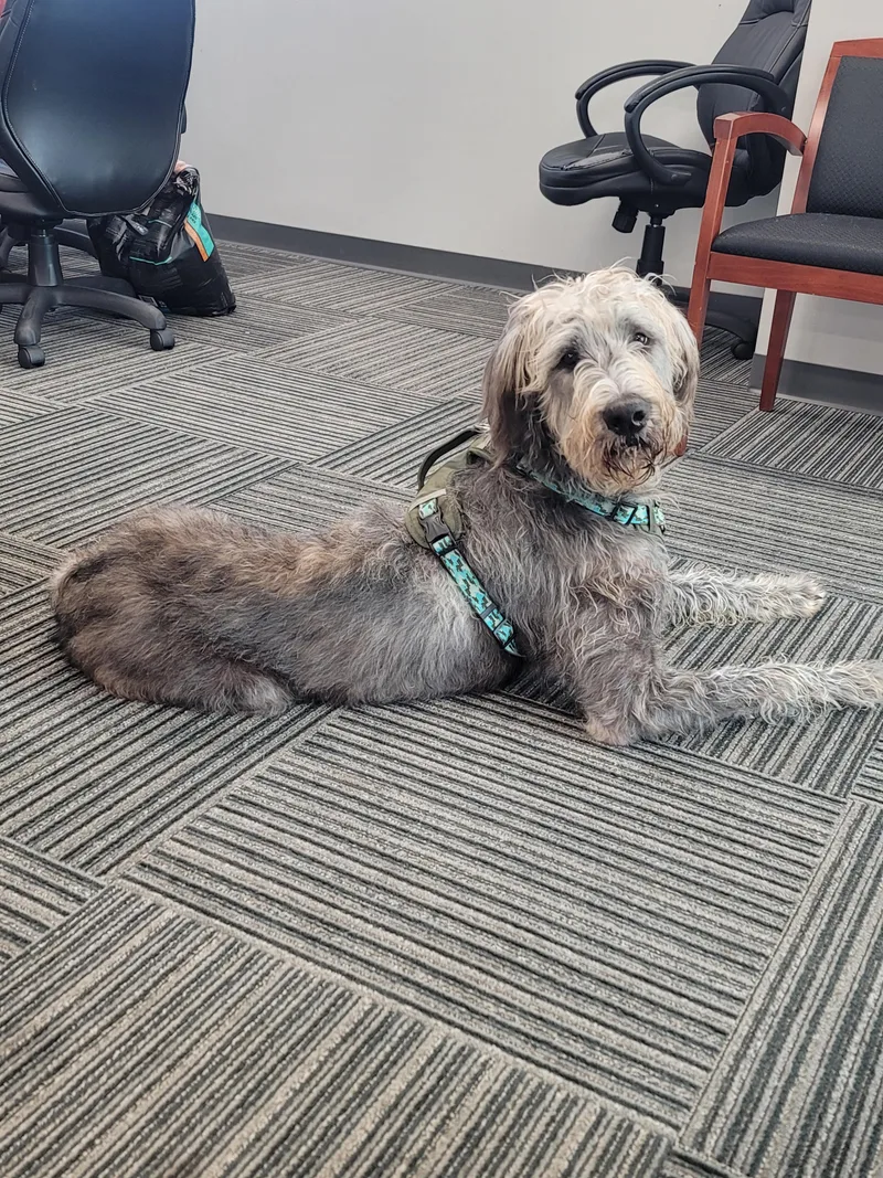 A young large-sized male Irish Wolfhound dog named Callum for adoption in merrillville, IN