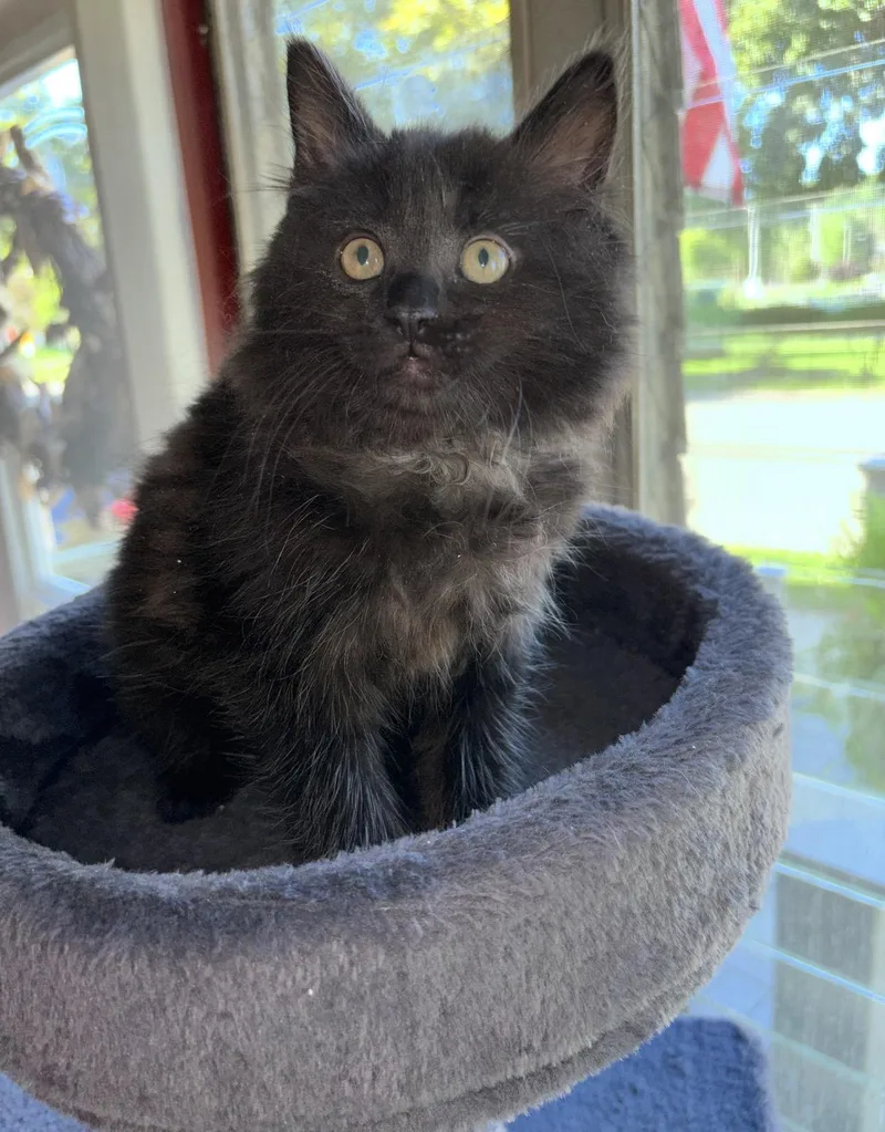 A baby small-sized male Domestic Long Hair cat named Boomer for adoption in Canton, OH