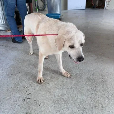 An adult large-sized male White / Cream Great Pyrenees dog named Charlie for adoption in Bastrop, TX