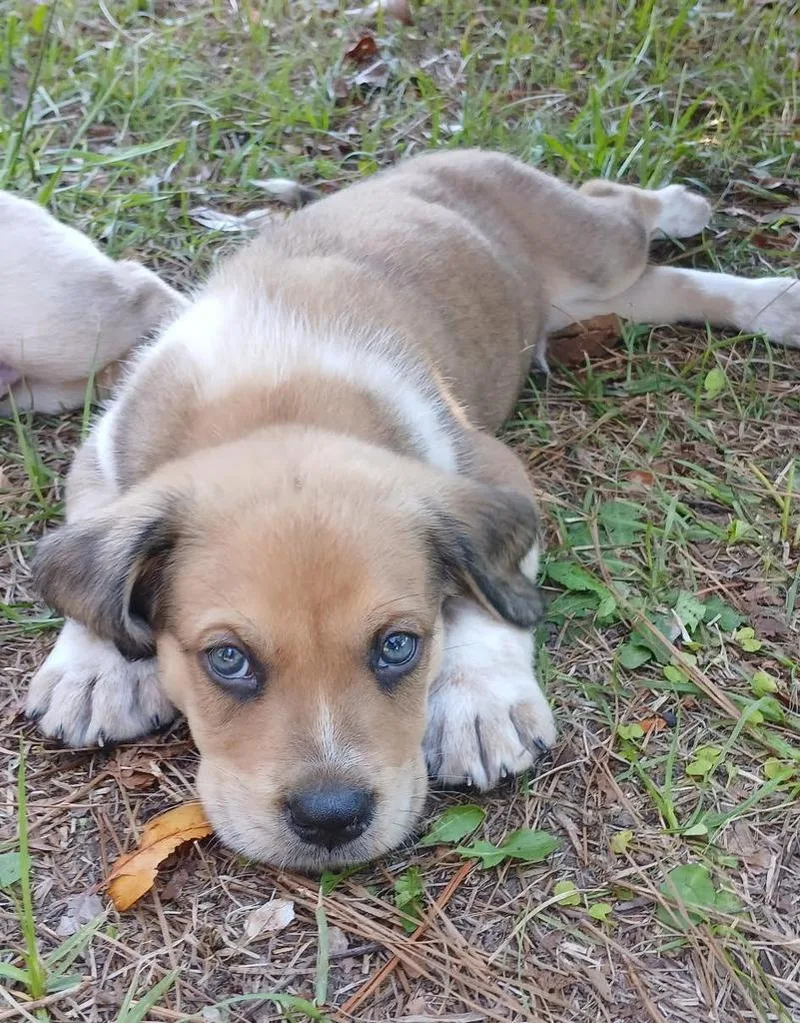 A baby medium-sized male Mixed Breed dog named Cappuccino for adoption in Florence, SC